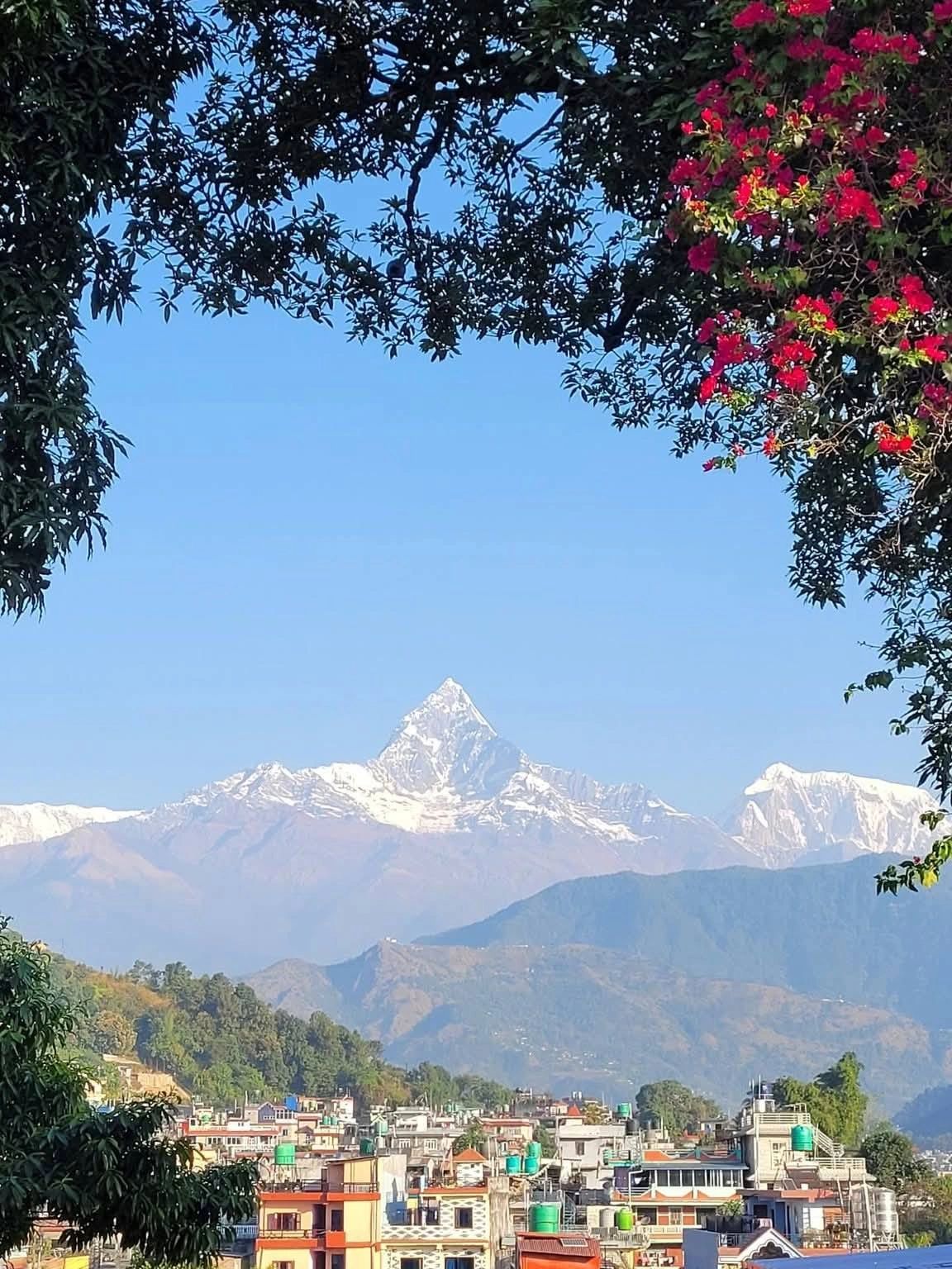 Snow-capped mountain framed by trees and cityscape under clear blue sky.