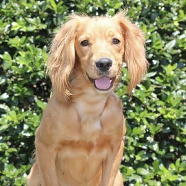 Golden retriever puppy sitting outdoors in front of green bushes.