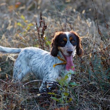 A happy dog with a long tongue in a dry grassy field.