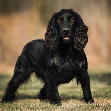 A black dog with curly ears standing on grass.