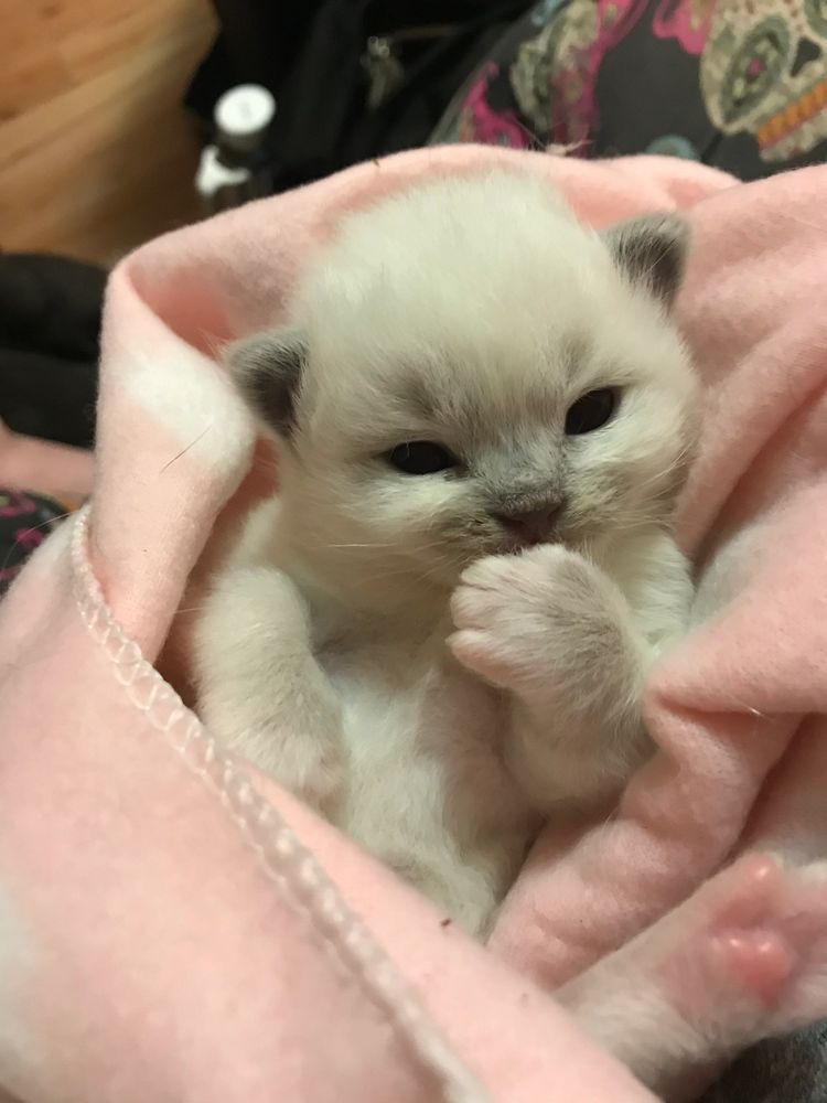 Kitten