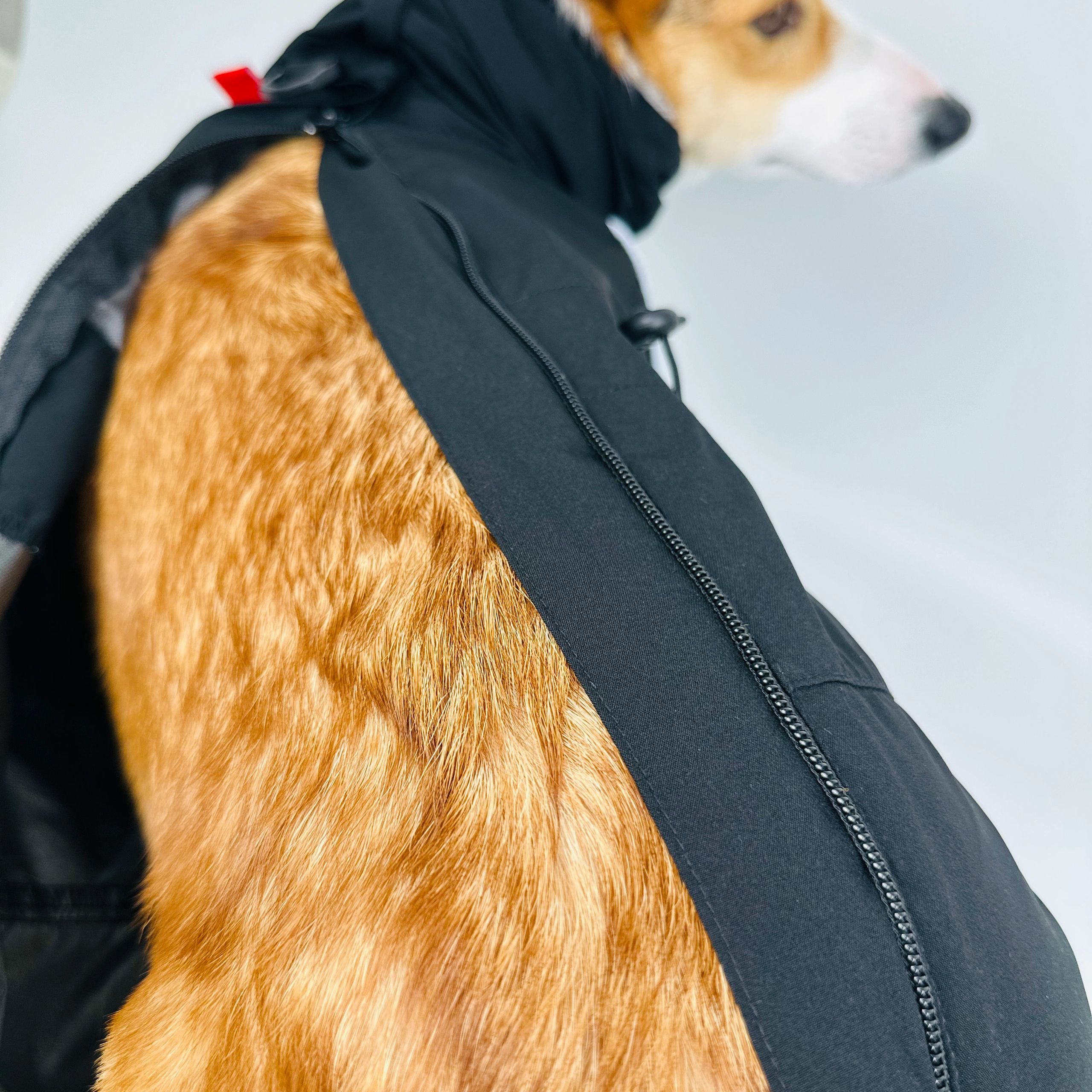 新発売 コーギー専用レインコート