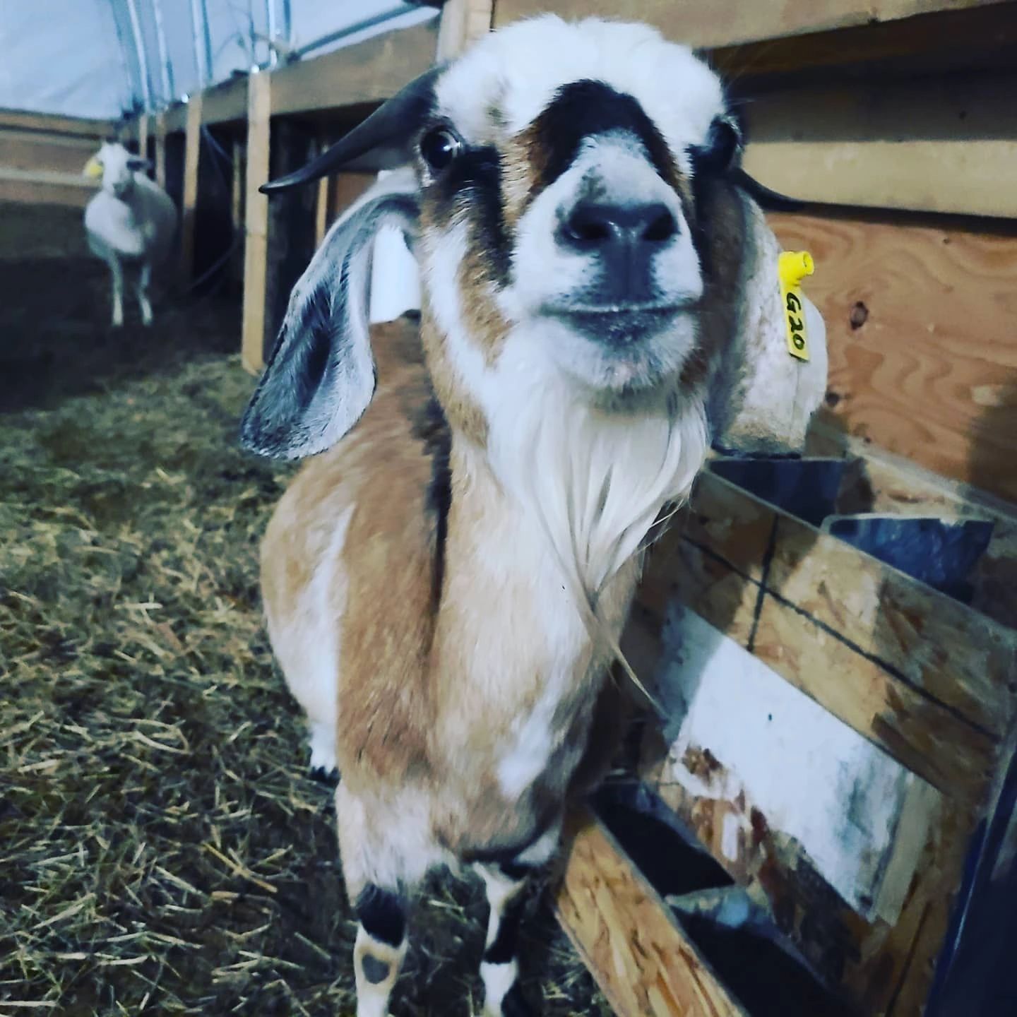 Goat Distended Why Is My Baby Goat Bloated