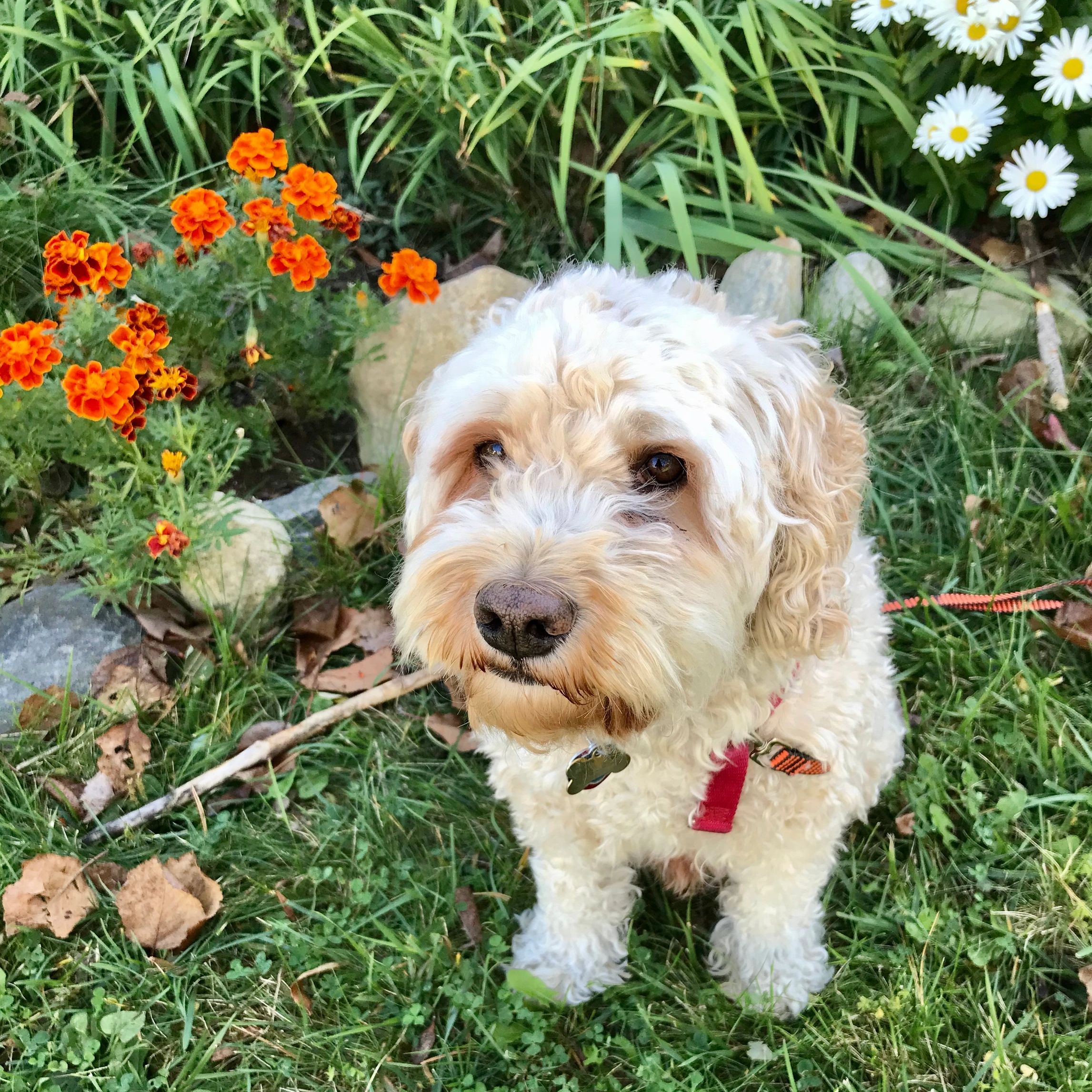 Cute fuzzy dog in garden