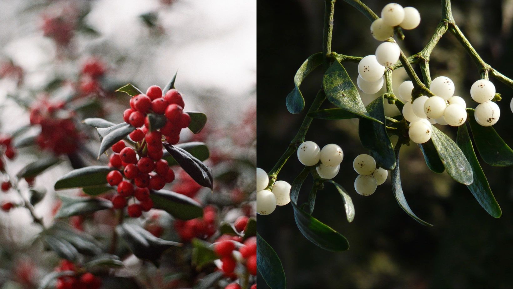 Exploring Yule Differences from Winter Solstice and Saturnalia