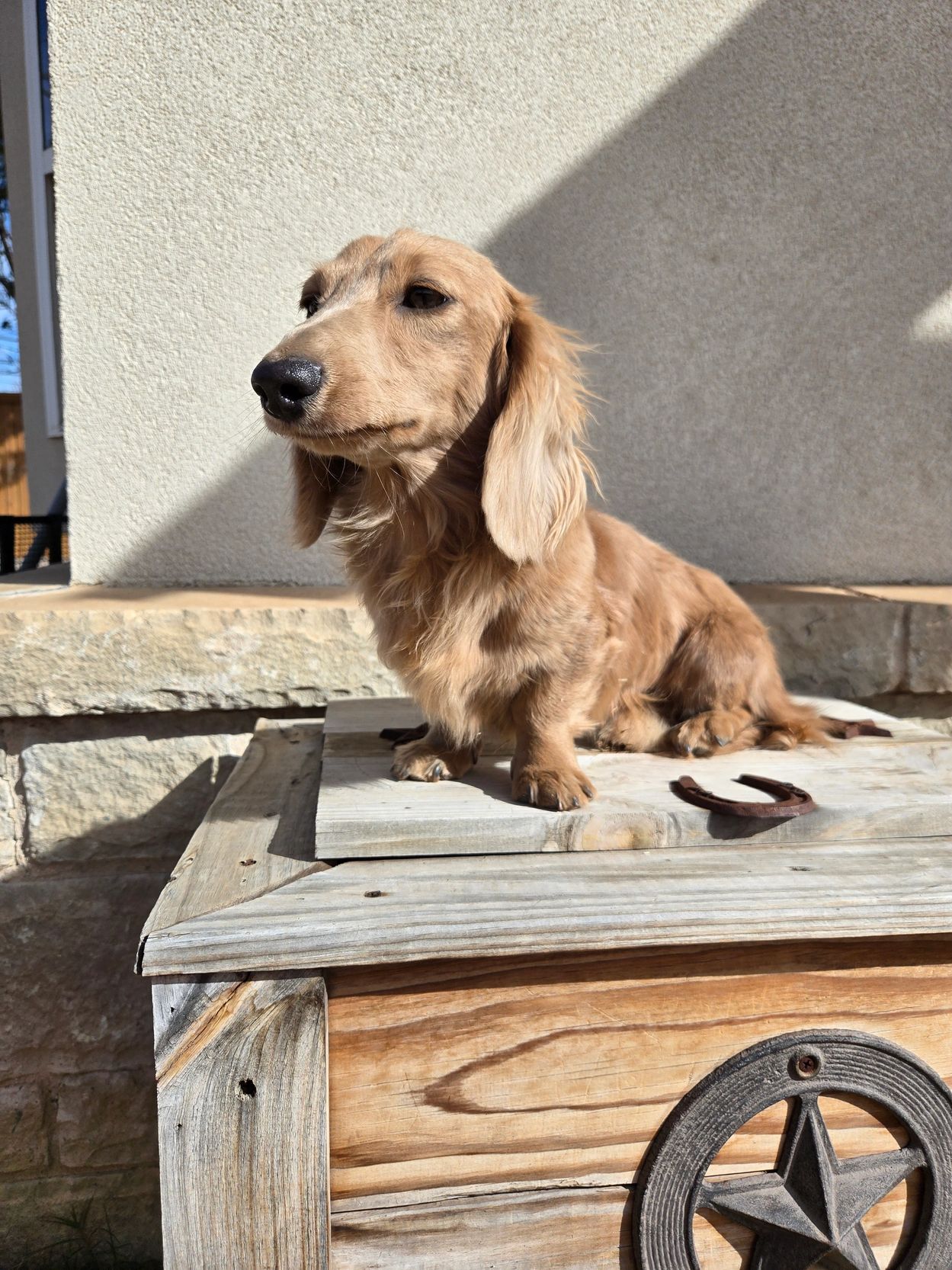 Long-haired dachshund sitting on a wooden surface in sunlight.