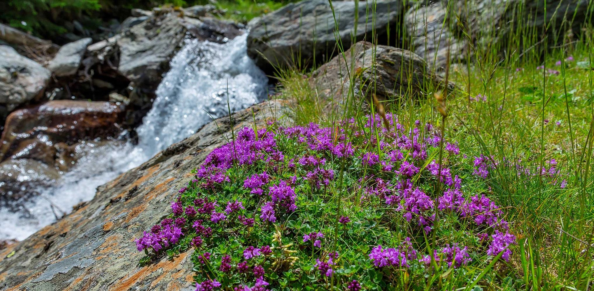 Purple flowers and grass next to a fresh water waterfall - Earth as the Garden of Eden