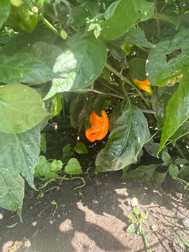habanero garden