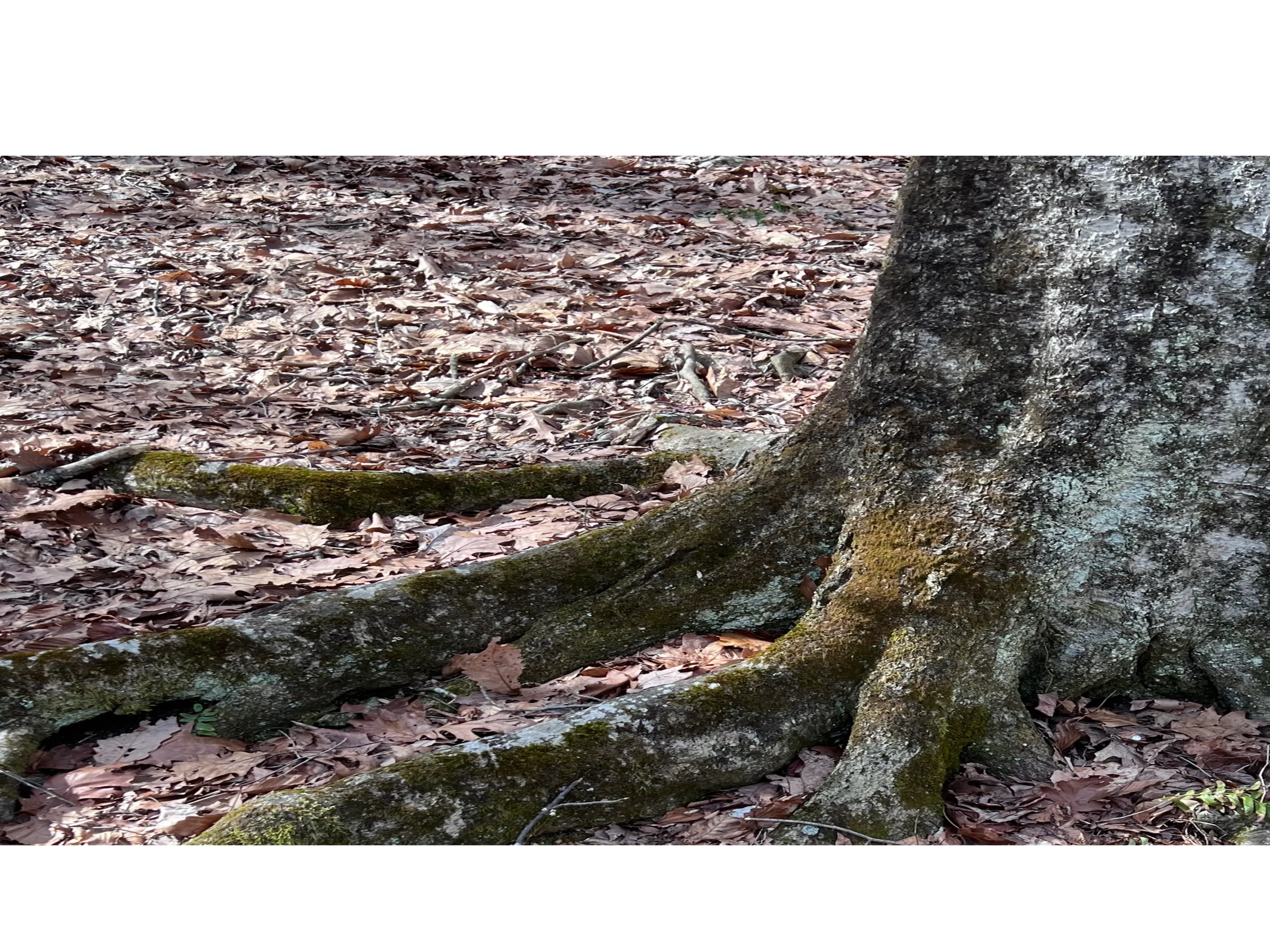 Moss grows on a tree at Hackle Barney State Park
