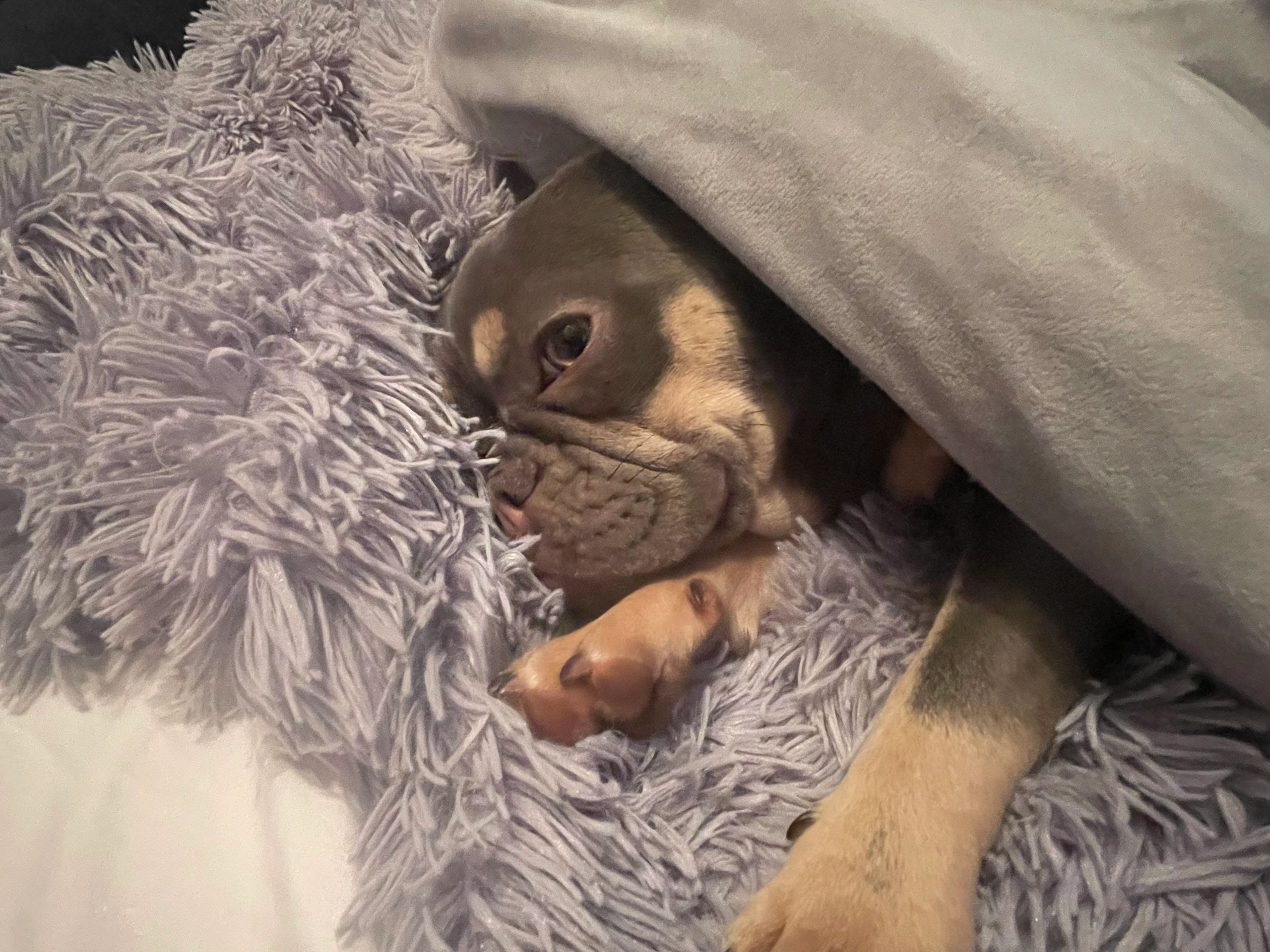 River City French Bulldogs