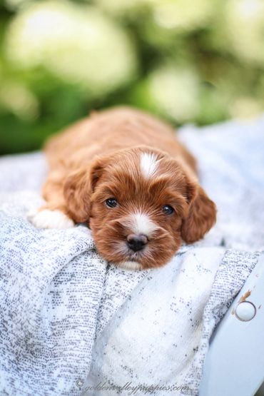 Golden Valley Cavapoo Puppy, Cavapoo, Puppies For Sale, Cavapoo Puppies for Sale, Cavapoo Puppy
