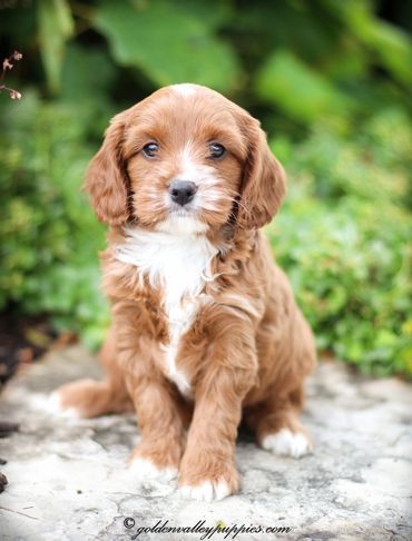 Cavapoo Puppies, Puppies for Sale, Cavapoo Puppies for sale, Cavapoo, puppy, Cavapoo puppy, Cavapoo