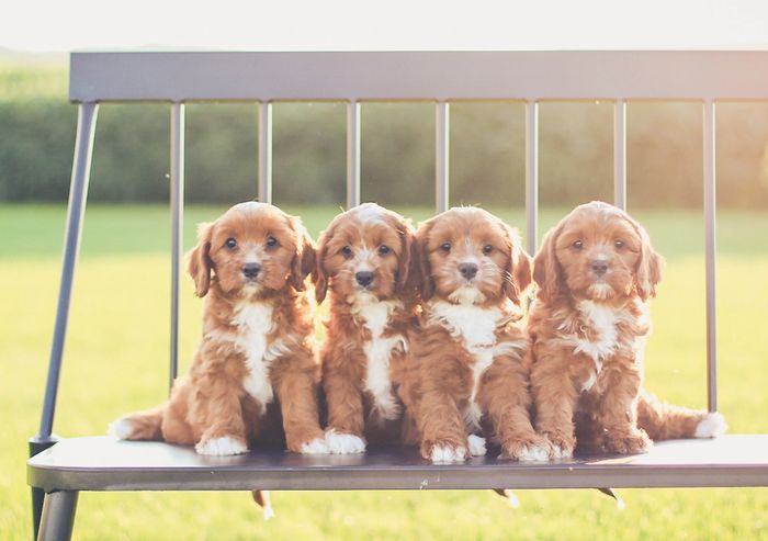 Cavapoo Puppies For Sale Golden Valley Puppies Cavapoo Puppies King Charles Cavalier Mix Poodle Mix Cavadoodle Puppies For Sale Cavapoo Breeder Cavadoodle Breeder Iowa Breeder Puppies For Sale In Iowa Cavapoo