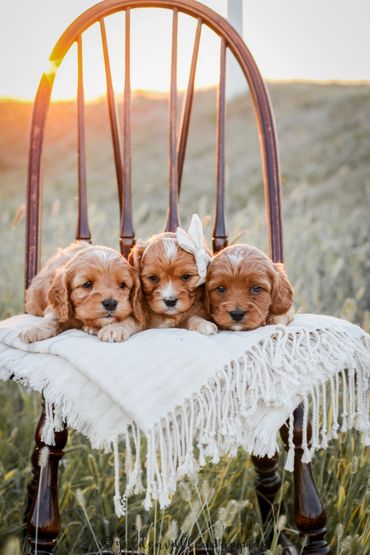 Golden Valley Cavapoo Puppy, Cavapoo, Puppies For Sale, Cavapoo Puppies for Sale, Cavapoo Puppy
