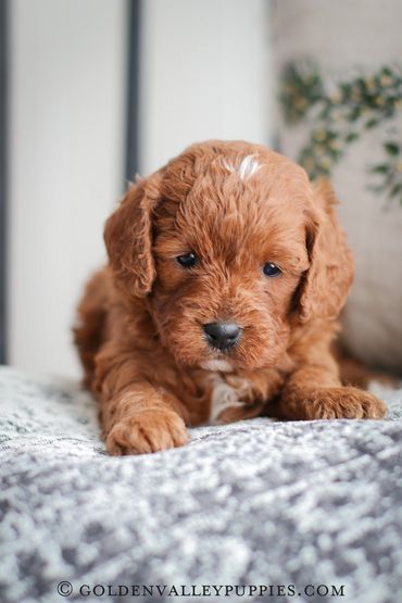 Cavapoo Puppies, Puppies for Sale, Cavapoo Puppies for sale, Cavapoo, puppy, Cavapoo puppy, Cavapoo