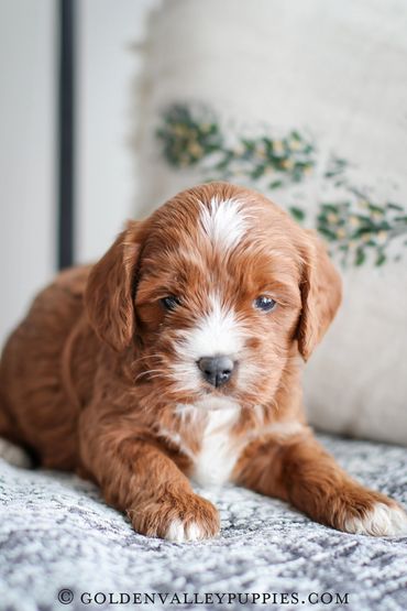 Golden Valley Cavapoo Puppy, Cavapoo, Puppies For Sale, Cavapoo Puppies for Sale, Cavapoo Puppy
