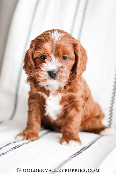 Cavapoo Puppies, Puppies for Sale, Cavapoo Puppies for sale, Cavapoo, puppy, Cavapoo puppy, Cavapoo