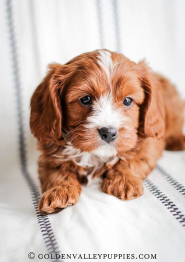 Golden Valley Cavapoo Puppy, Cavapoo, Puppies For Sale, Cavapoo Puppies for Sale, Cavapoo Puppy
