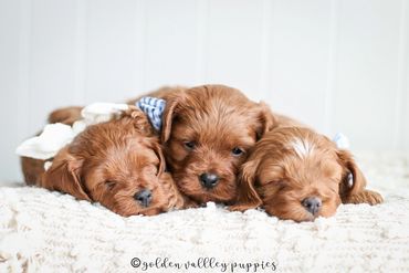 Golden Valley Cavapoo Puppy, Cavapoo, Puppies For Sale, Cavapoo Puppies for Sale, Puppy
