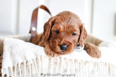 Golden Valley Cavapoo Puppy, Cavapoo, Puppies For Sale, Cavapoo Puppies for Sale, Cavalier mix
