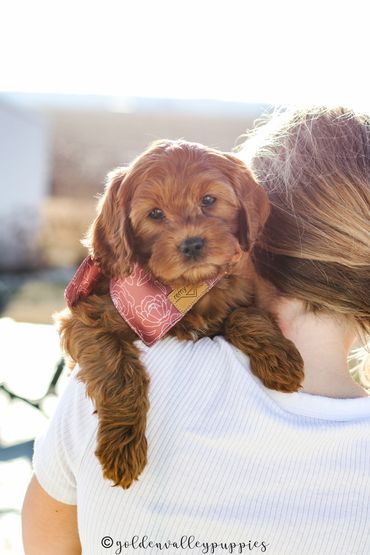 Cavapoo Puppies, Puppies for Sale, Cavapoo Puppies for sale, Cavapoo, puppy, Cavapoo puppy, Cavapoo