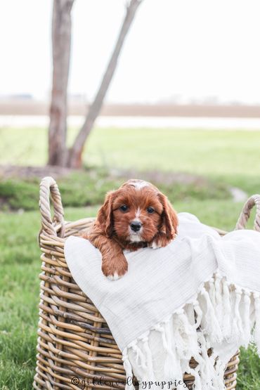 Cavapoo Puppies, Puppies for Sale, Cavapoo Puppies for sale, Cavapoo, puppy, Cavapoo puppy, Cavapoo