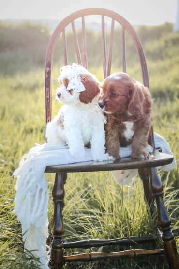 Golden Valley Cavapoo Puppy, Cavapoo, Puppies For Sale, Cavapoo Puppies for Sale, Cavapoo Puppy
