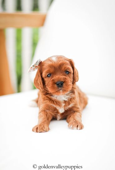 Cavapoo Puppies, Puppies for Sale, Cavapoo Puppies for sale, Cavapoo, puppy, Cavapoo puppy, Cavapoo