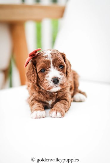 Golden Valley Cavapoo Puppy, Cavapoo, Puppies For Sale, Cavapoo Puppies for Sale, Cavapoo Puppy
