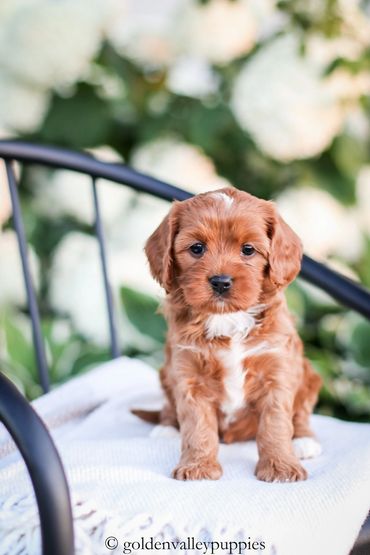 Golden Valley Cavapoo Puppy, Cavapoo, Puppies For Sale, Cavapoo Puppies for Sale, Cavapoo Puppy
