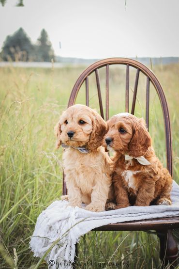 Cavapoo Puppies, Puppies for Sale, Cavapoo Puppies for sale, Cavapoo, puppy, Cavapoo puppy, Cavapoo