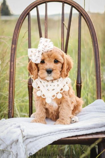 Golden Valley Cavapoo Puppy, Cavapoo, Puppies For Sale, Cavapoo Puppies for Sale, Cavapoo Puppy
