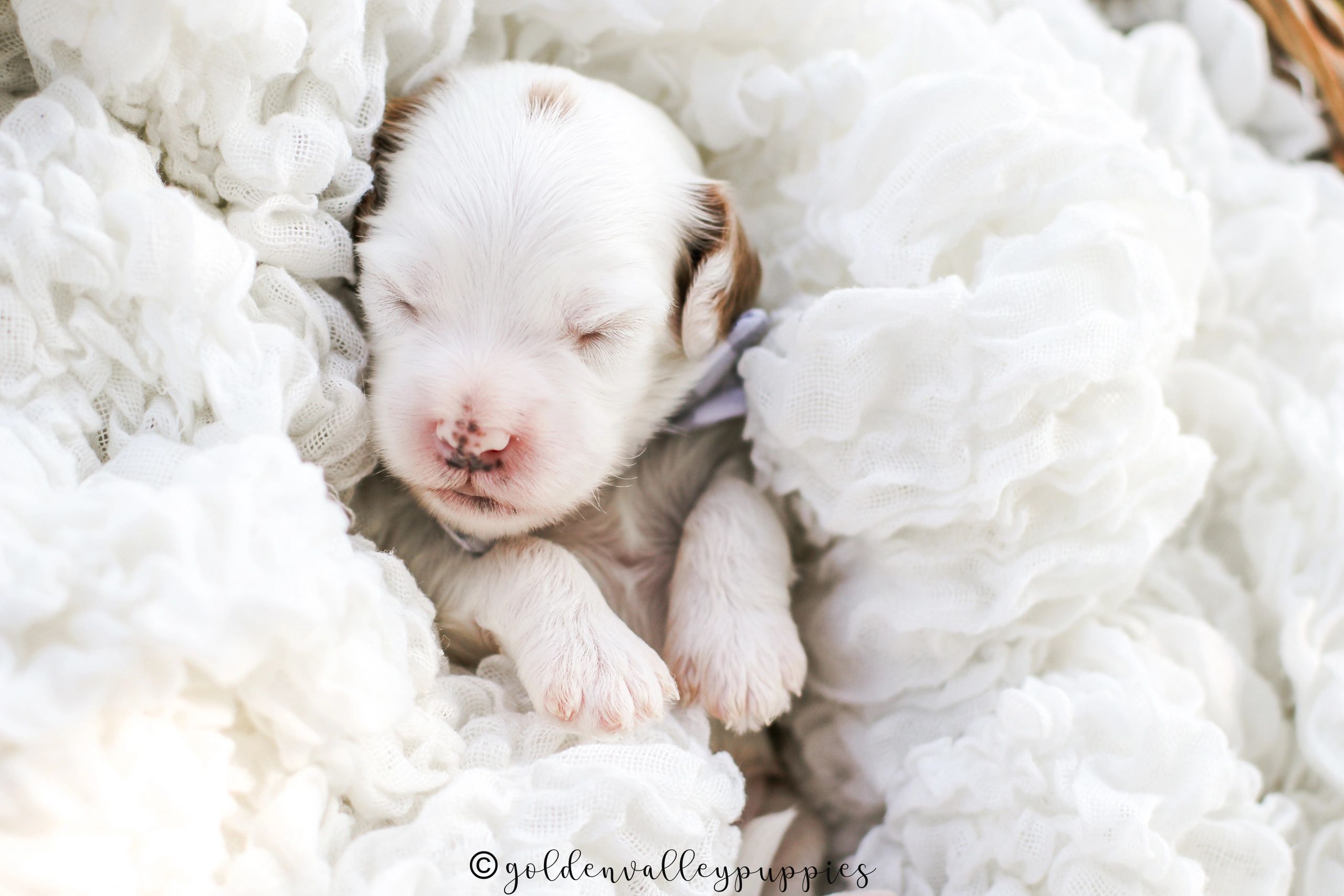 Cavapoo Rubis Ruby's Cavapoo Puppies