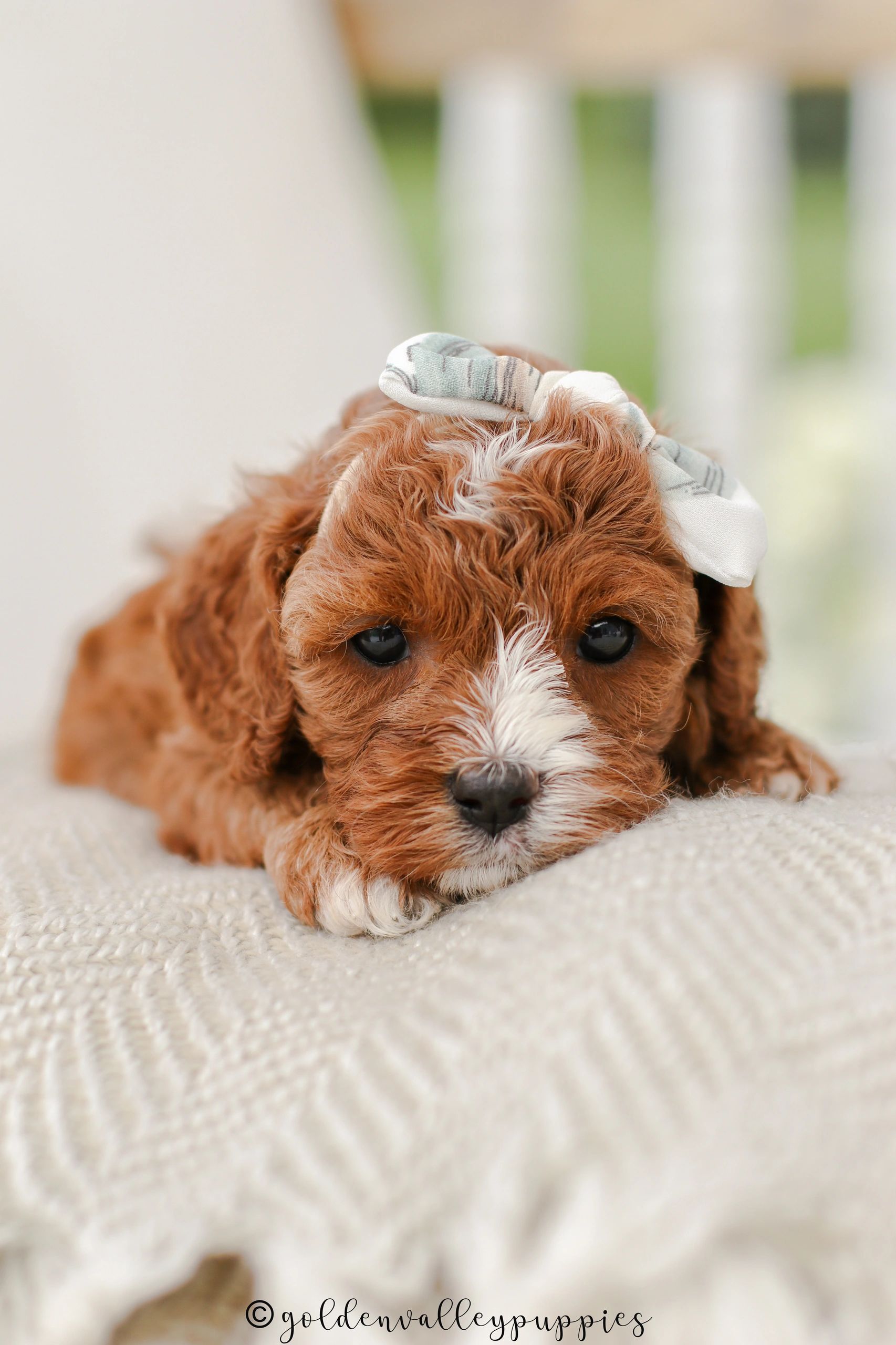 Cavapoo Rubis