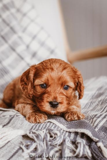 Golden Valley Cavapoo Puppy, Cavapoo, Puppies For Sale, Cavapoo Puppies for Sale, Cavapoo Puppy
