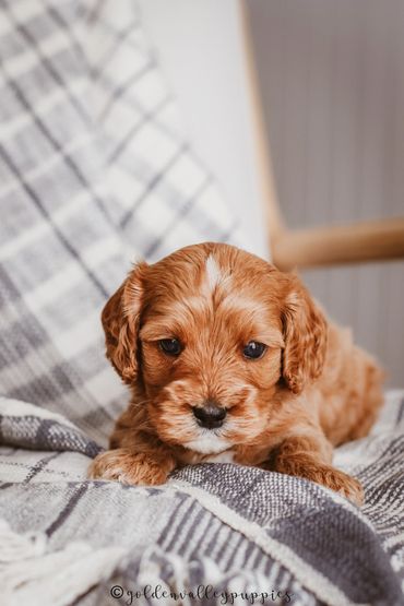 Golden Valley Cavapoo Puppy, Cavapoo, Puppies For Sale, Cavapoo Puppies for Sale, Cavapoo Puppy
