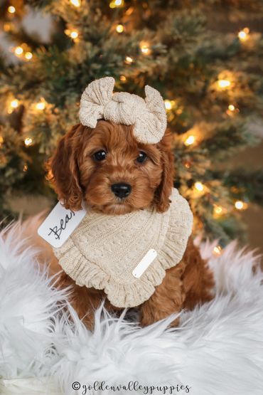 Cavapoo Puppies, Puppies for Sale, Cavapoo Puppies for sale, Cavapoo, puppy, Cavapoo puppy, Cavapoo