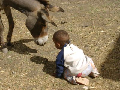 Ethiopian infant crawling towards a donkey.
