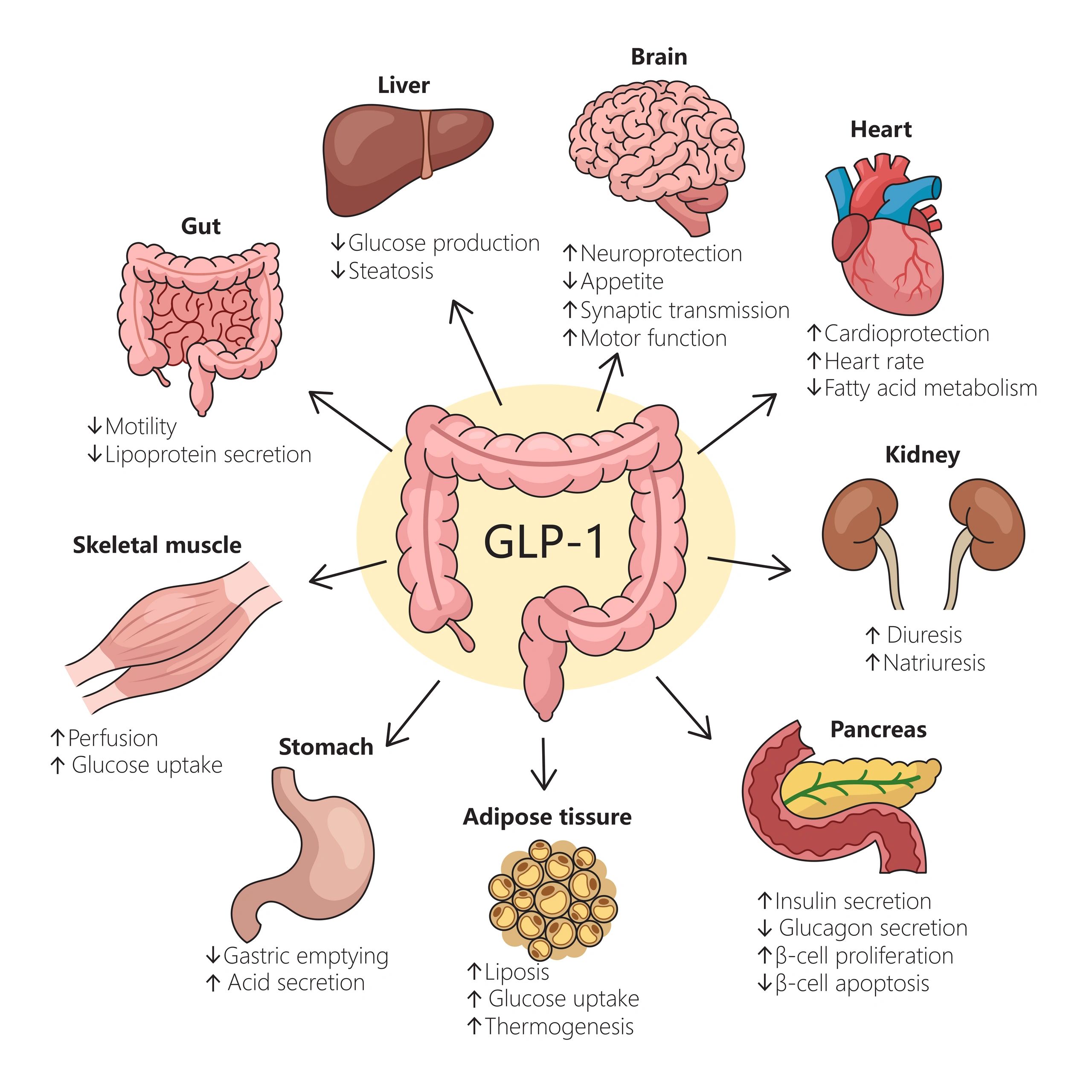 GLP-1, Ozempic &amp; Yoga: A Natural Path to Blood Sugar Balance