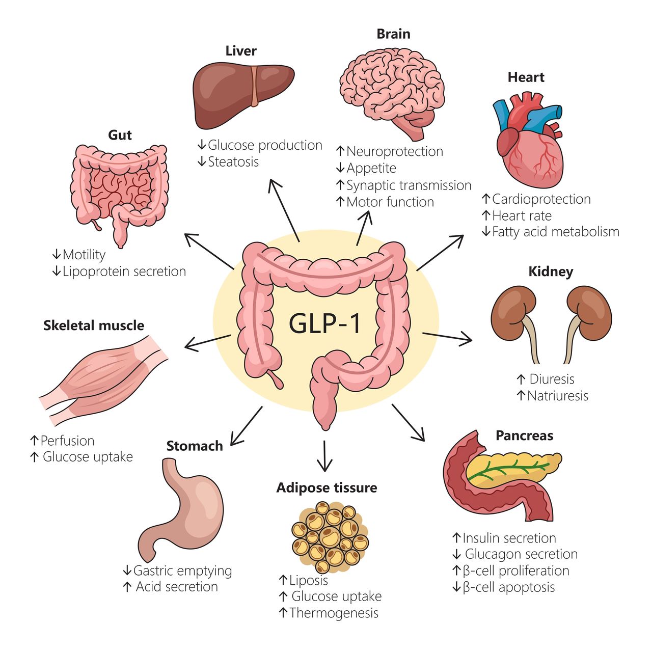 when were glp 1 drugs approved Market Overview: GLP-1 Agonists and the Obesity Market | Blog