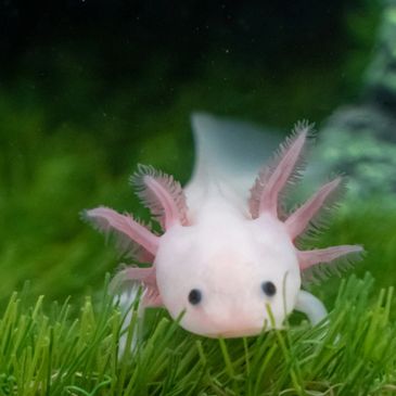 Close-up of a pink axolotl among green aquatic plants.