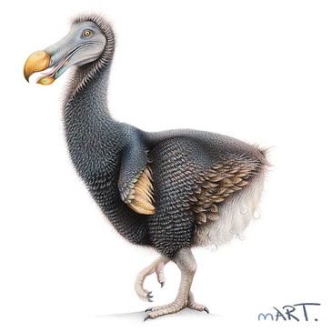 Artistic illustration of a dodo bird with detailed feathers and a large beak.