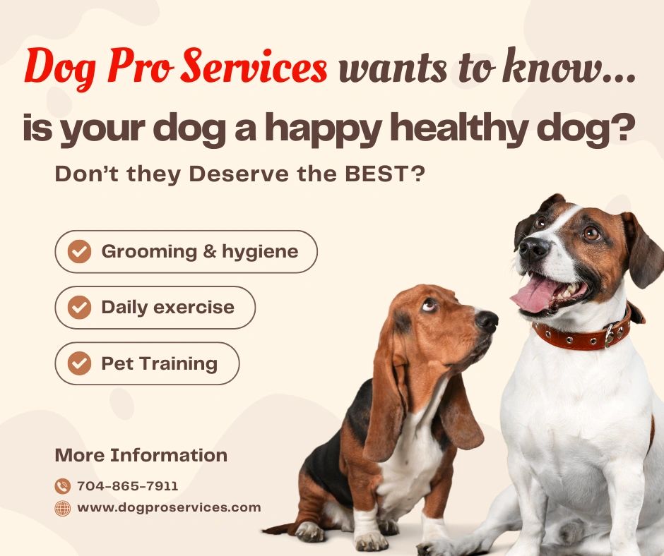 The Importance of Grooming, Exercise & Training.