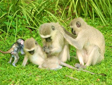 A group of monkeys playing with each other