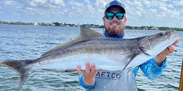 massive inshore cobia