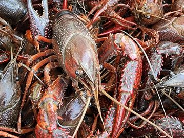 Live Crawfish