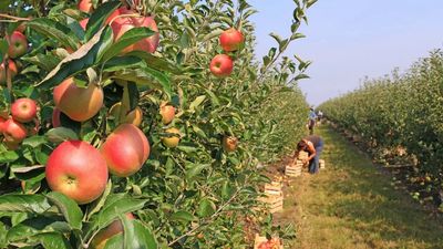 Immigrant Agriculture Workers