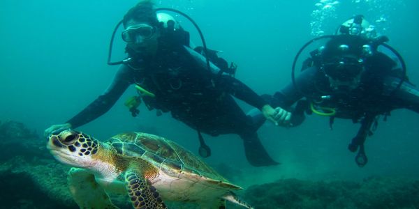 Scuba diving. Turtles. Boa Vista Cabo Verde
