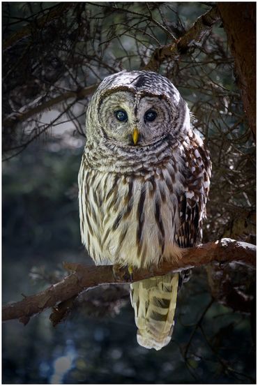 Barred Owl