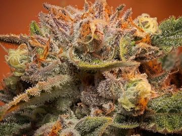 Close ups and cannabis trichome pictures of your flower.